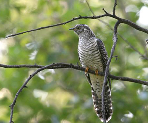 Хөхөө (Ханамал хөхөө)